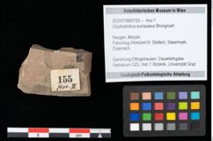 Foto (Objekt + Etikett) von Glyptostrobus europaeus Brongniart (NHMW-GEO-2024-0188-0155)